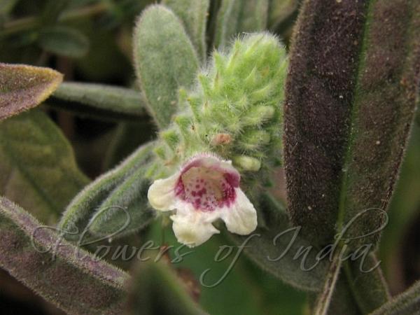 Shrirang Lepidagathis